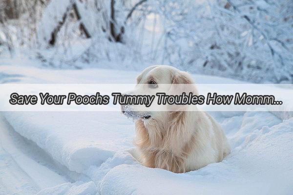 Save Your Poochs Tummy Troubles How Mommy Loves Probiotic Power Saves the Day